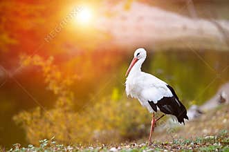 White stork