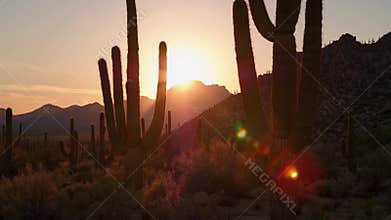 Majestic saguaro cacti stand tall against a vibrant desert sunset