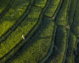 Aerial View of Lush Green Rice Terraces with Farmer Walking