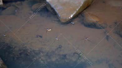 Gerridae (water striders, water skeeters, water scooters, water bugs, pond skaters, water skippers) on river