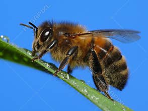 Honey bee