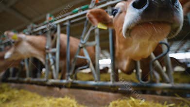 Jersey cow investigating camera in barn