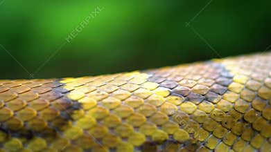 Close-Up Detail of Animals – Macro Wildlife Photography