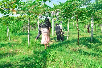 Four girls strolling vineyard path with full grape bags