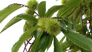 Castanea sativa prickly green fruits on sweet chestnut tree