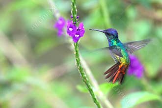 Wonderful Hummingbird in flight, Golden-tailed sapphire, Peru