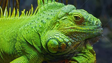 Green iguana, large arboreal herbivorous lizard species. Iguana on the tree branch. Closeup
