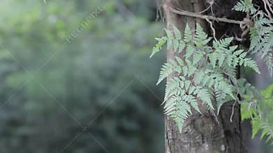 Green leaves waving and fluttering in the wind.