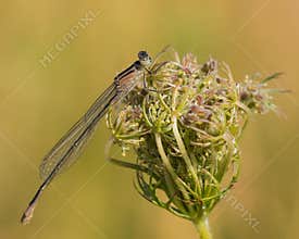 Beautiful Damselfly with Camouflage Colors Sitting on a Wild Flower