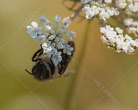 Bee Hanging by a White Flower and Picking Pollen