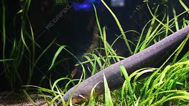 Electric eel- video with sound