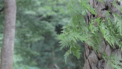 Green leaves waving and fluttering in the wind.