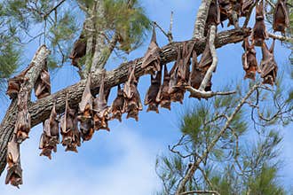 Little red flying foxes, large bats of the Australasian tropics, line up for their daily sleep.