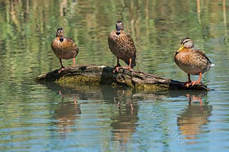 Female Ducks Resting on a Fallen Branch