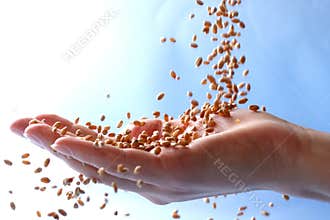 Wheat
