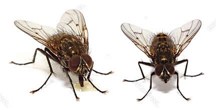 House flies on white
