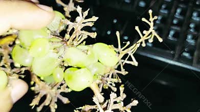 Closeup of Green Grapes with Woody Stems in Hand Against Dark Indoor Background