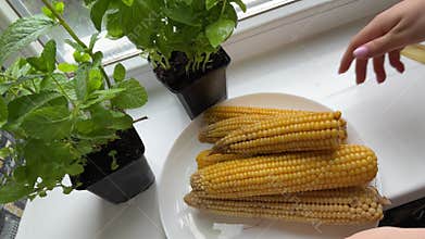 Corn mint basil boiled corn white corn, boiled white corn is on the plate. Freshly white boiled corn
