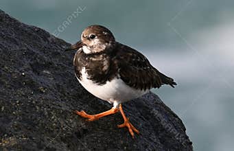 The common turnstone, rufous turnstone, Arenaria interpres, a charadriiform bird, family Scolopacidae
