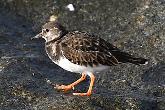 The common turnstone, rufous turnstone, Arenaria interpres, a charadriiform bird, family Scolopacidae