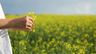 Close-up of children's hands holding a yellow rapeseed flower.