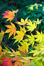Maple Leaves