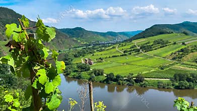 Grapes grow on the vineyard terraces of the Mosel River Valley. Wine region of Germany.