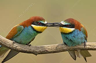 The colors of summer.