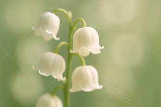 Delicate white lily of the valley flowers blooming in spring with soft green background and gentle natural light bokeh, AI