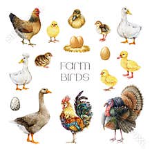 Hand drawn realistic farm birds watercolor illustration set. Hen, chicken, duck, goose, turkey and rooster vintage style