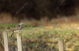 Sharp-shinned hawk\" Accipiter striatus \" .