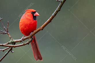 A Male Northern Cardinal