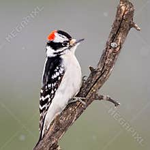 Downy Woodpecker In The Winter