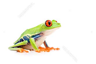 Red-eyed tree frog isolated