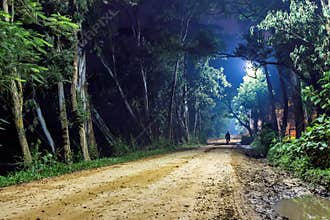 Lonely man on forest road, night landscape