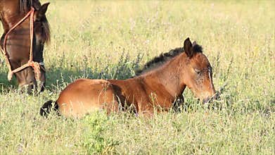 Horse brown foal