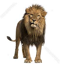 Close-up of a Lion roaring, Panthera Leo, 10 years old, isolated