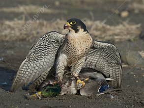 Peregrine Falcon