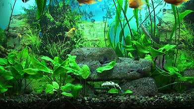 Beautiful aquarium