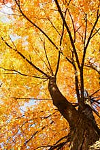 Maple tree landscapes