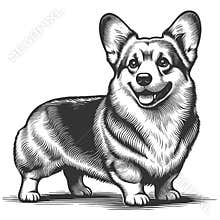Welsh Corgi Dog dog raster illustration