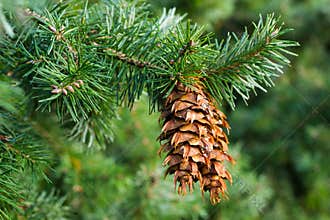 Douglas fir cones