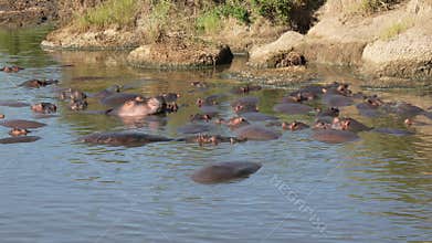 Herd of hippopotamus resting in the river, on a sunny day in Serengeti National Park in Tanzania