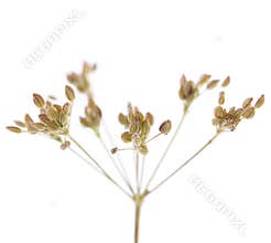 Plant cumin