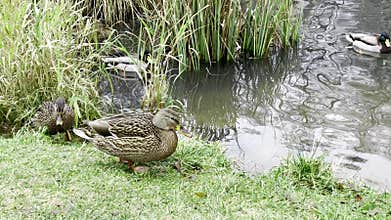 Female and male ducks grazing and swimming in a tranquil