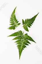 Fern