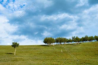 Trees in field