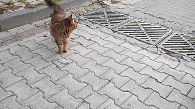 cats walking on the street