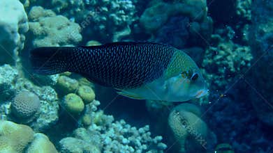 Thicklip wrasse or blackeye thicklip (Hemigymnus melapterus) undersea, Red Sea