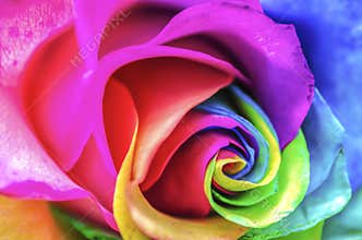 Rainbow Flower Close Up